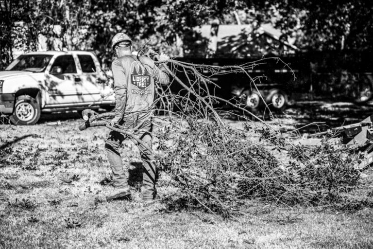 Reasons To Trim Your Trees Liberty Tree Tree Removal Trimming 